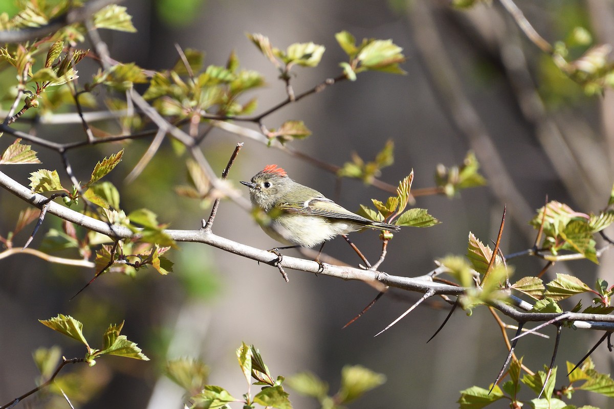 Ruby-crowned Kinglet - ML448009131