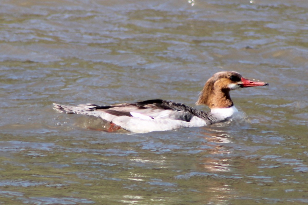 Common Merganser (North American) - ML448009791