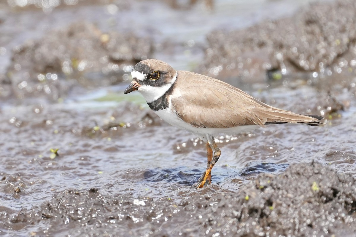 Semipalmated Plover - ML448010651