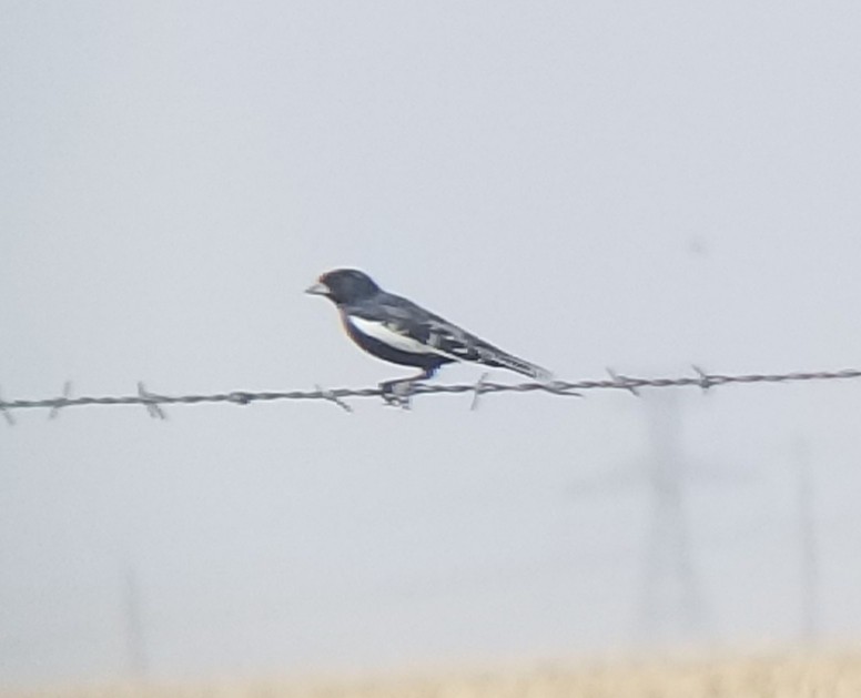 Lark Bunting - ML448011121