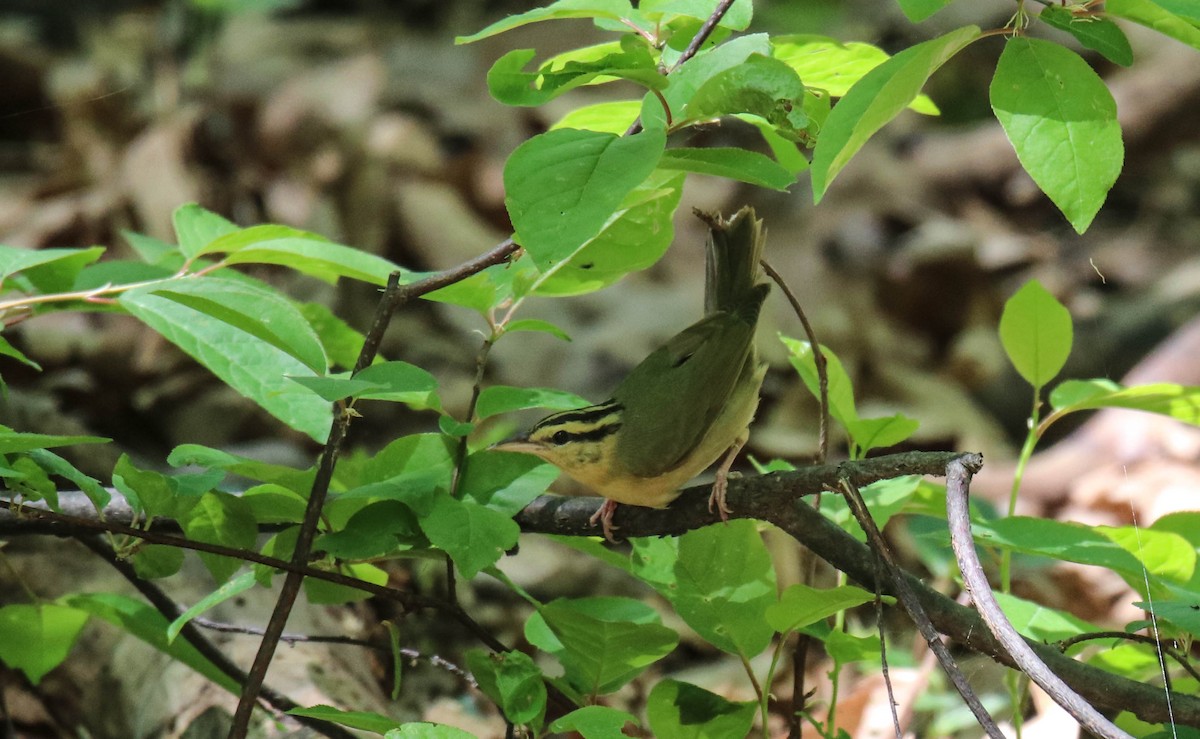 Worm-eating Warbler - Walter Parker