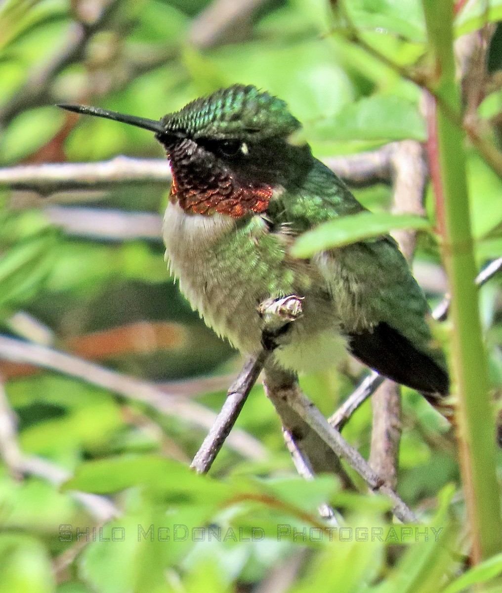 Ruby-throated Hummingbird - ML448012491