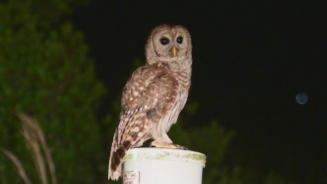 Barred Owl - ML448012601