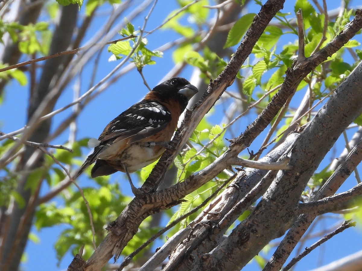 Black-headed Grosbeak - ML448012731