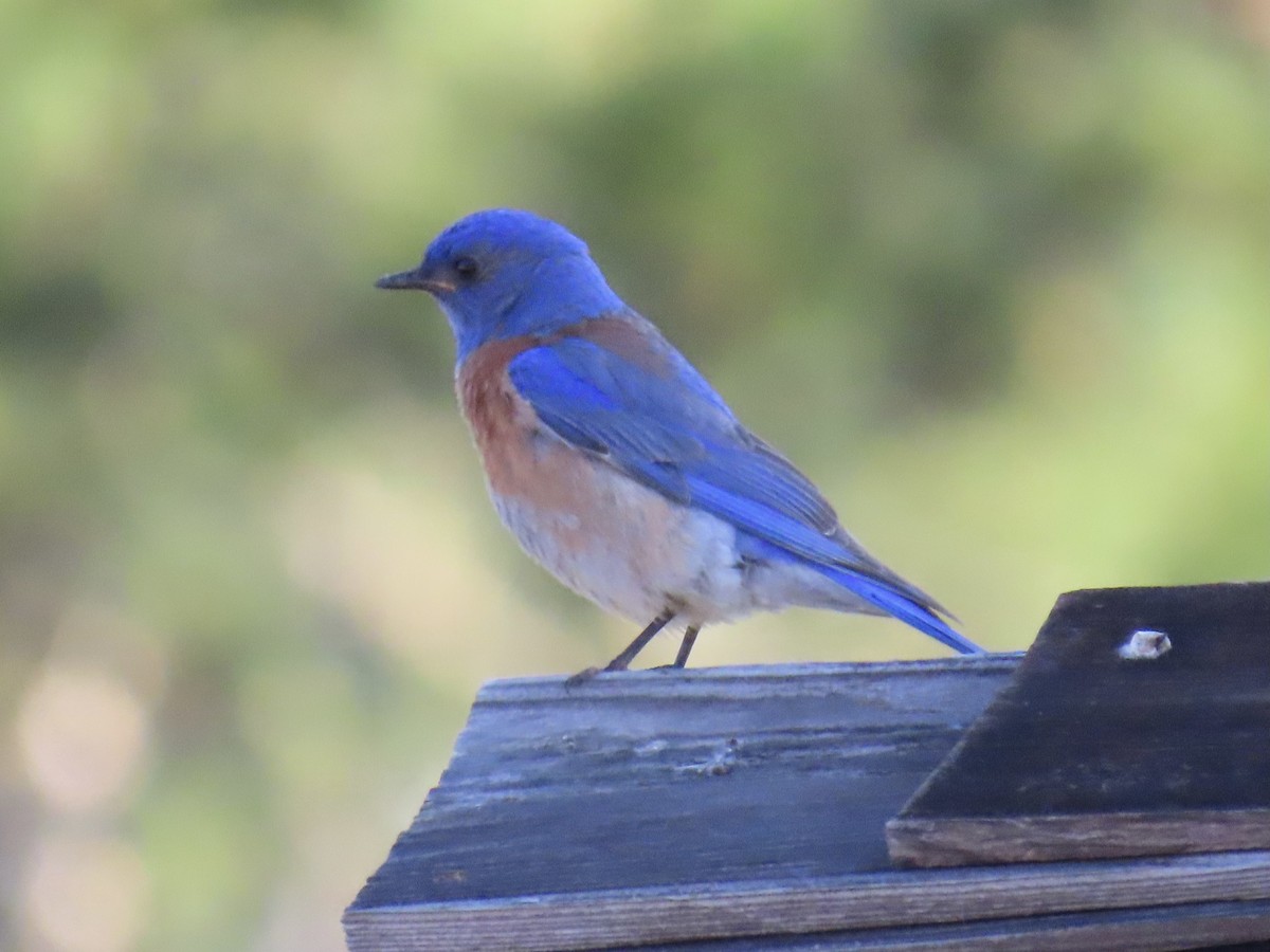 Western Bluebird - Alane Gray