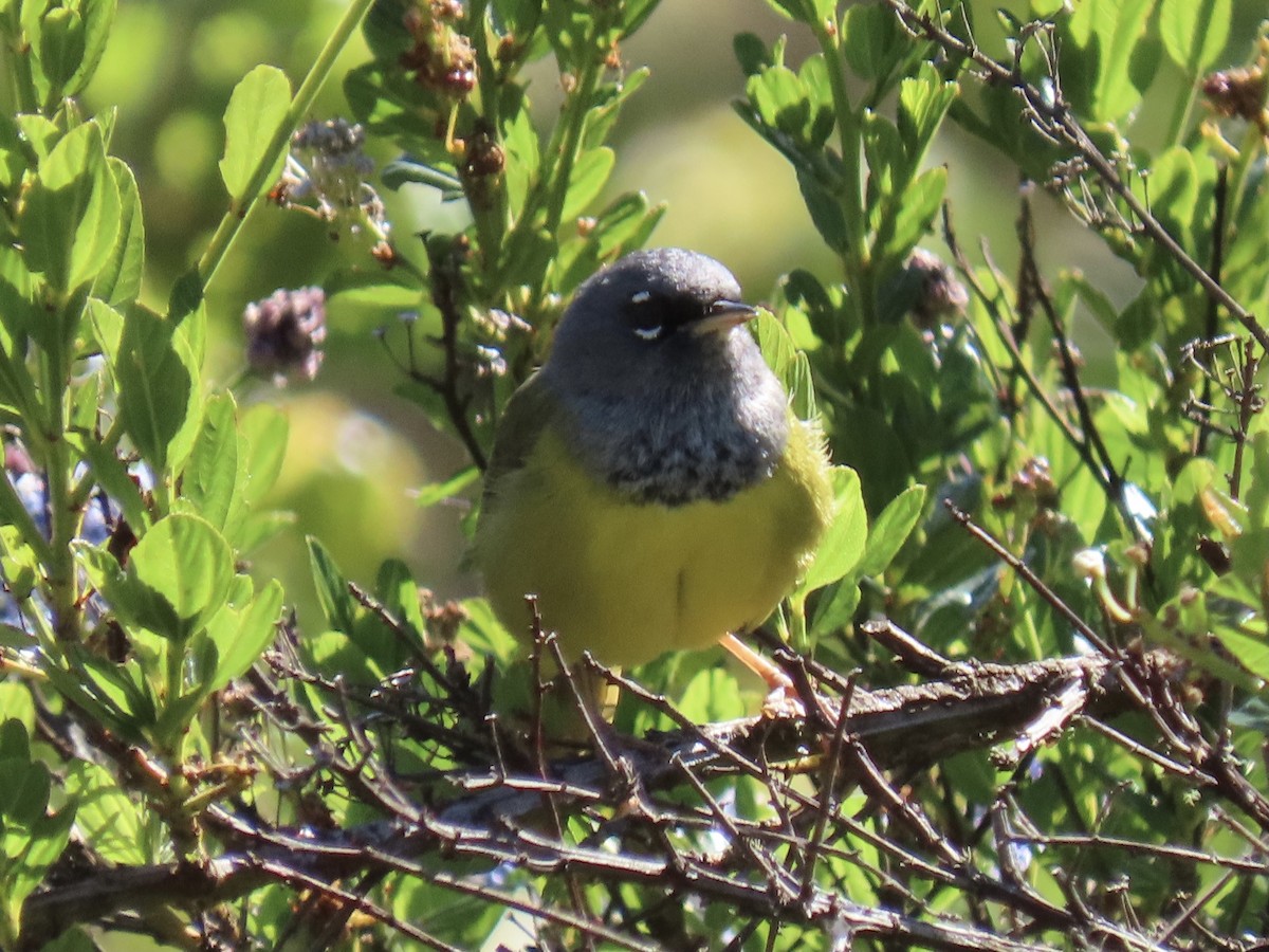 MacGillivray's Warbler - ML448013441