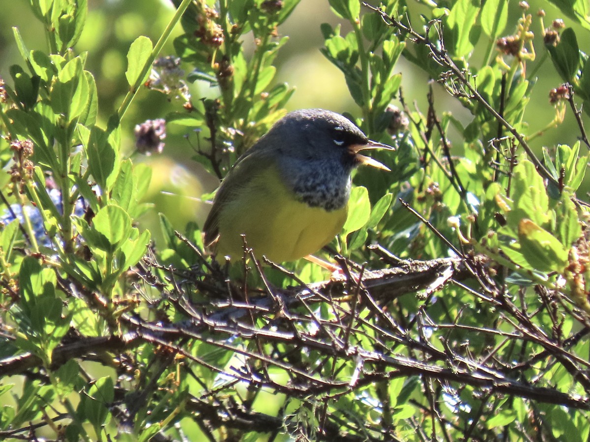 MacGillivray's Warbler - Alane Gray