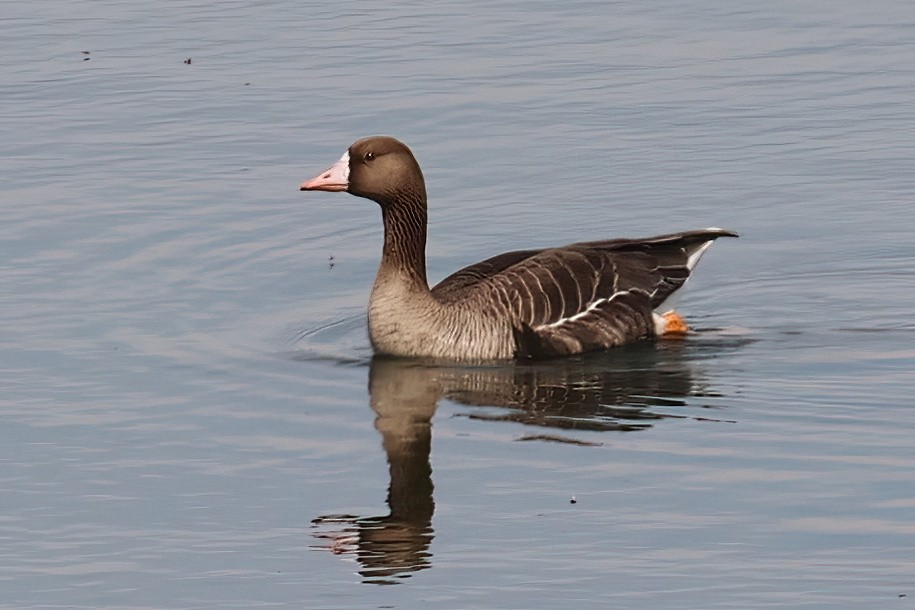 Greater White-fronted Goose - A W