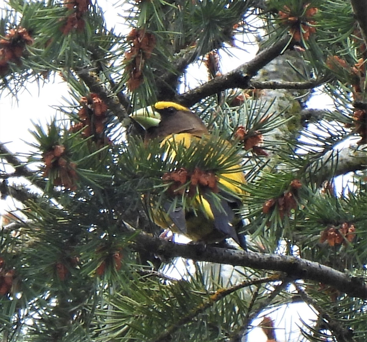 Evening Grosbeak - Rick Bennett