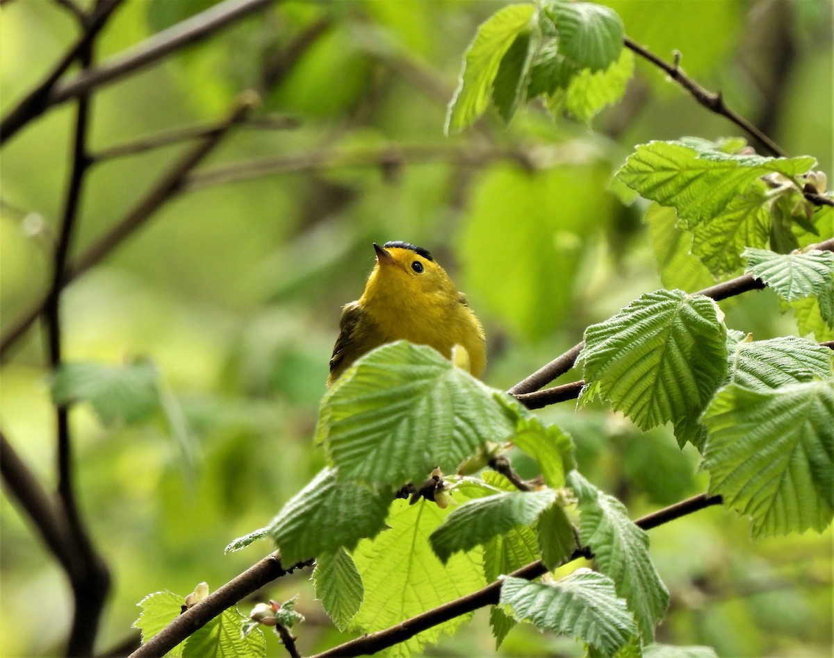 Wilson's Warbler - ML448014441