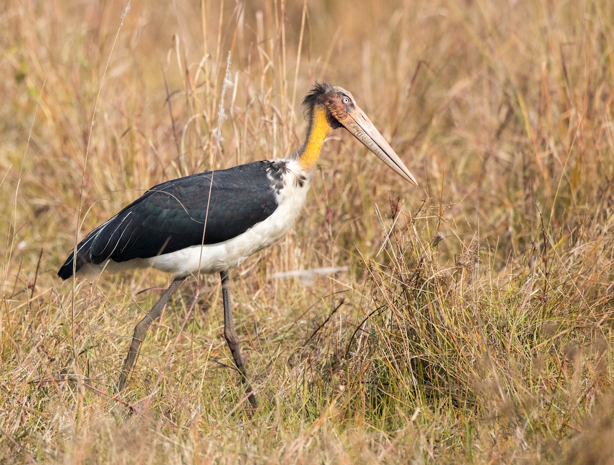 Lesser Adjutant - Rhys Marsh