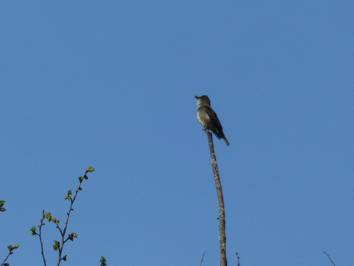 Olive-sided Flycatcher - ML448015831