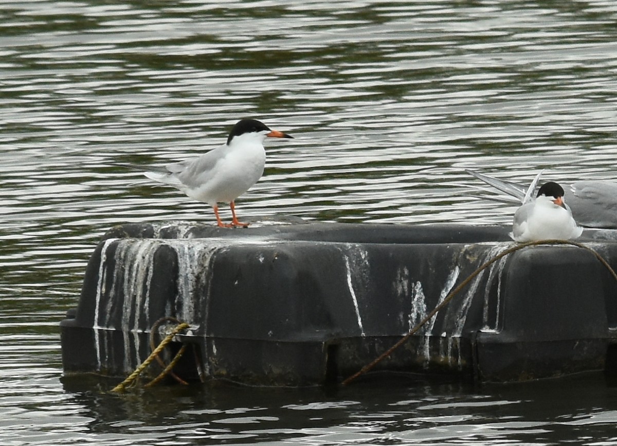 Forster's Tern - joe greco