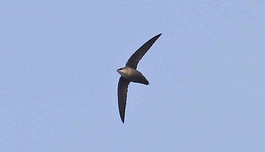 Chimney Swift - Mark Dennis