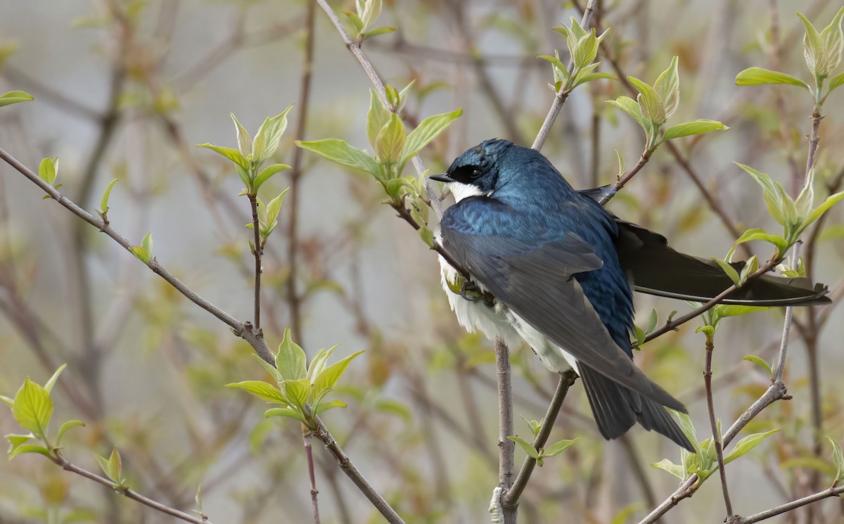 Tree Swallow - ML448018671