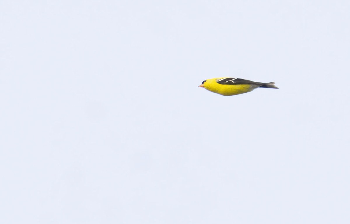 American Goldfinch - ML448019651