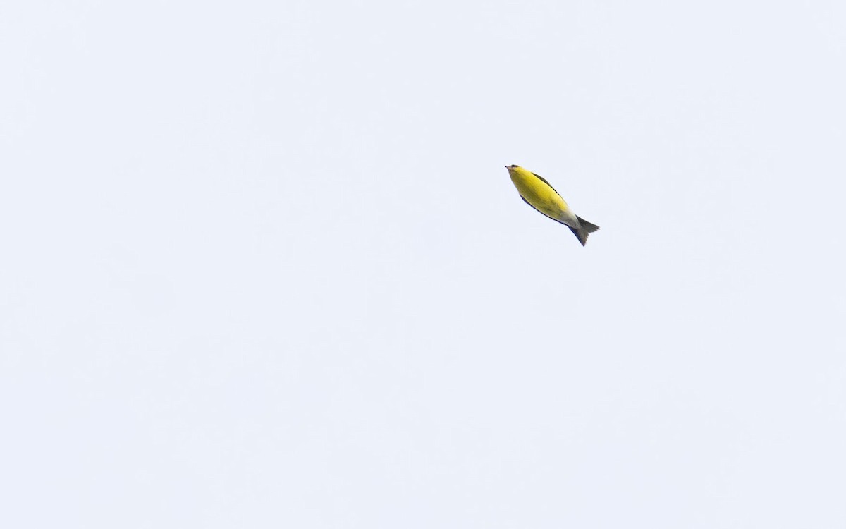 American Goldfinch - ML448019661