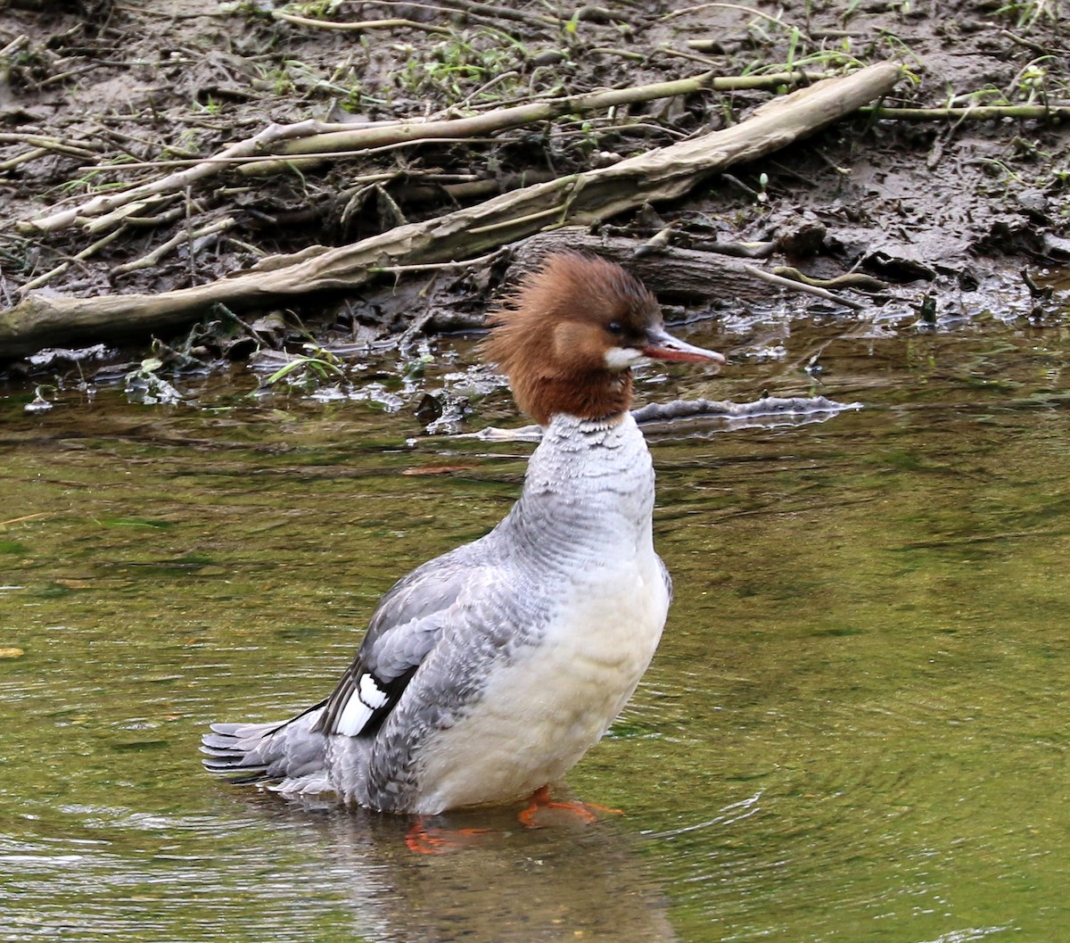 Common Merganser (North American) - ML448021671