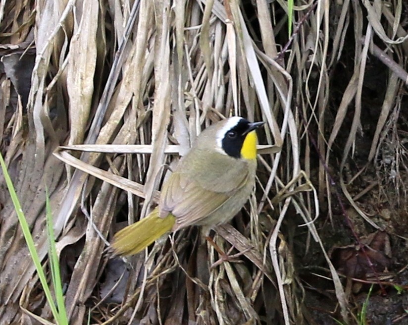 Paruline masquée - ML448022741