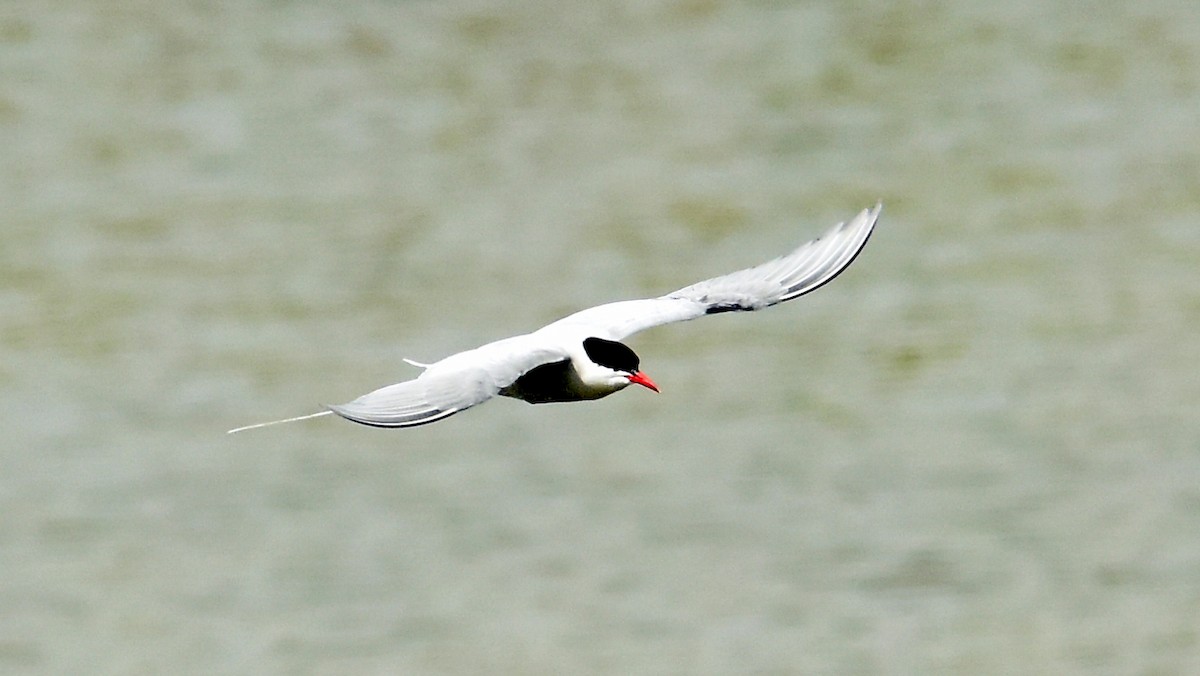 Arctic Tern - ML448023041