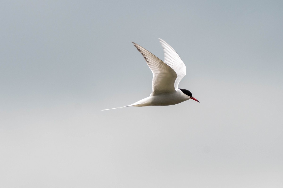 Arctic Tern - Mike Defina 🦅
