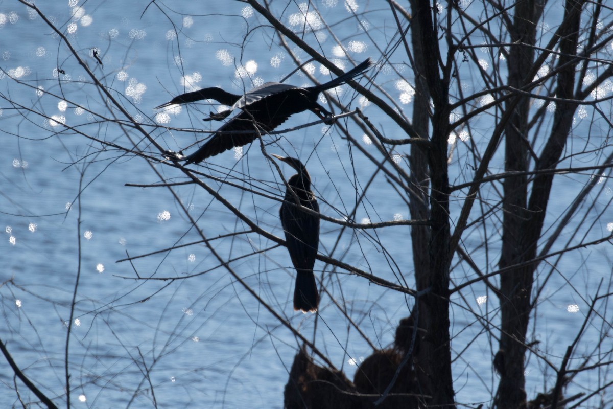 Amerika-Schlangenhalsvogel - ML44802541