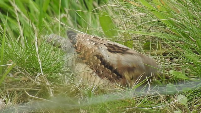 Eurasian Wryneck - eBird