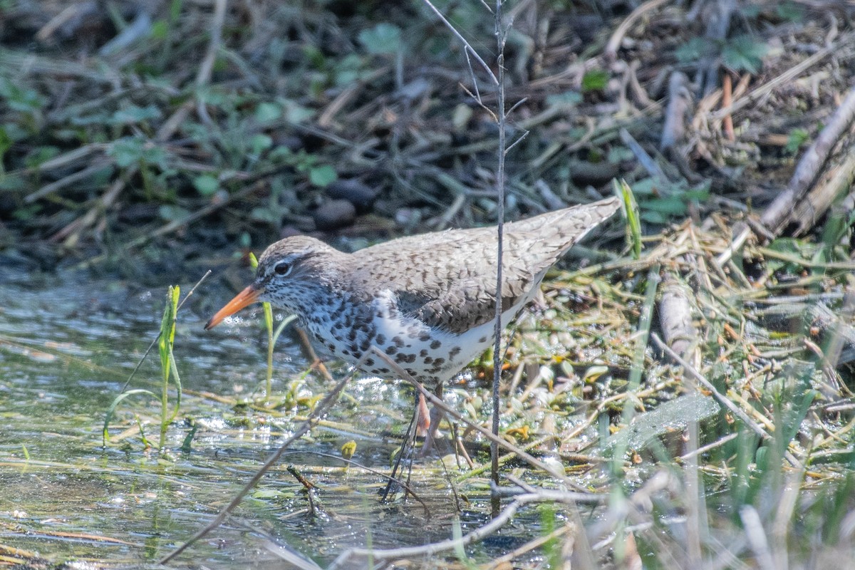 Spotted Sandpiper - Lisa Nasta