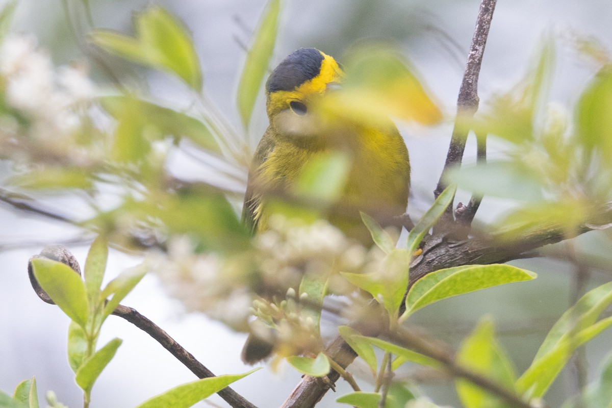 Wilson's Warbler - ML448028611