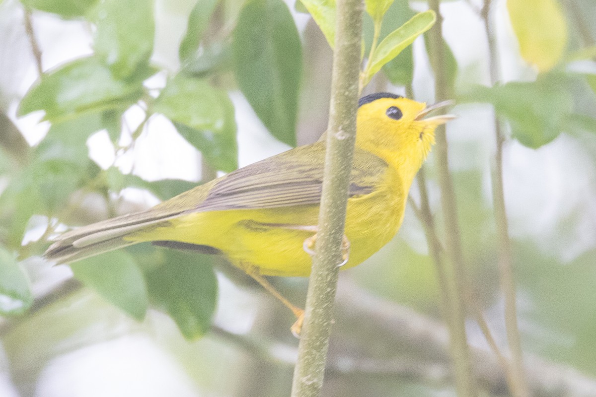 Wilson's Warbler - ML448028681