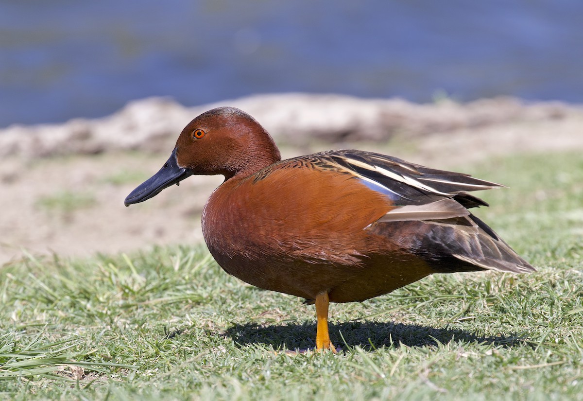 Cinnamon Teal - Alison Hiers