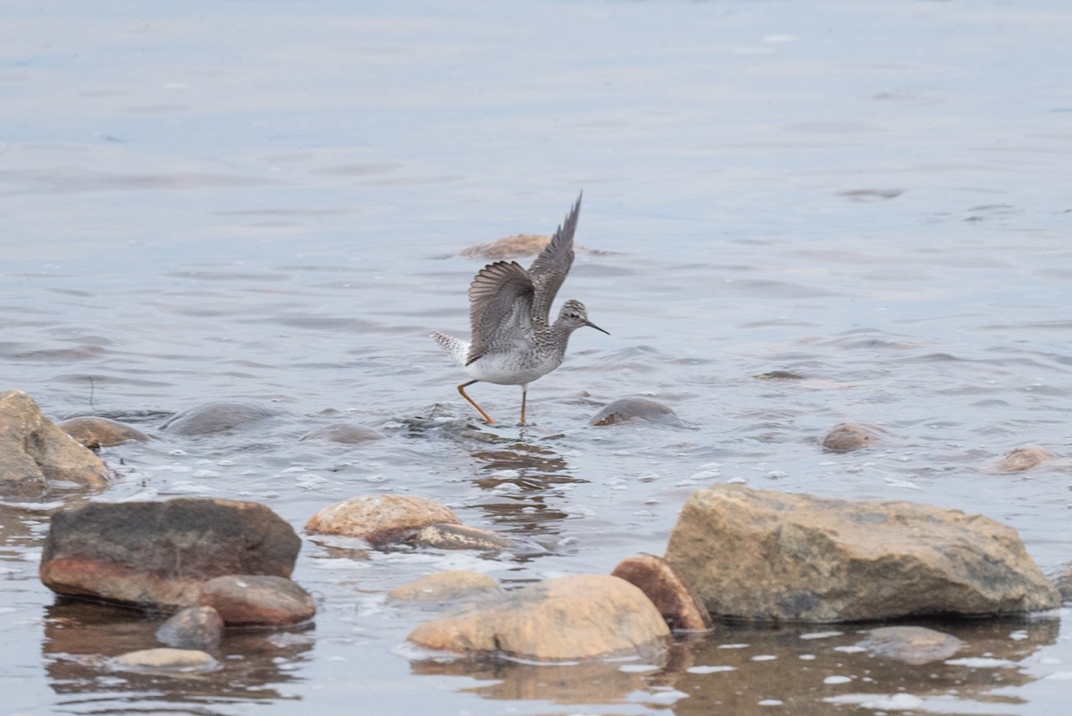 Lesser Yellowlegs - ML448033641