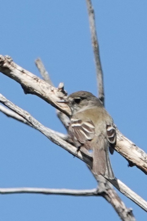 Willow Flycatcher - ML448035061