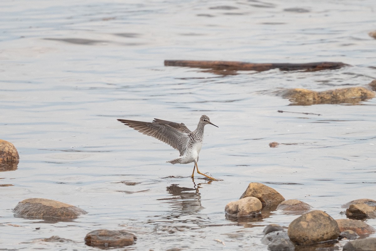 Lesser Yellowlegs - ML448035641