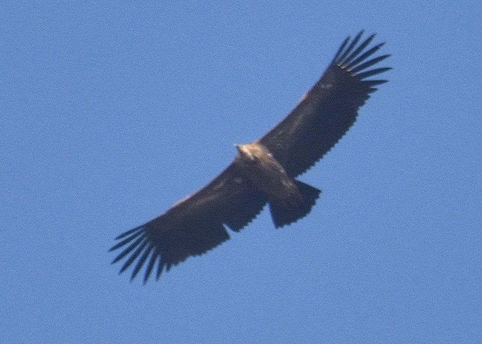 Himalayan Griffon - ML44803681