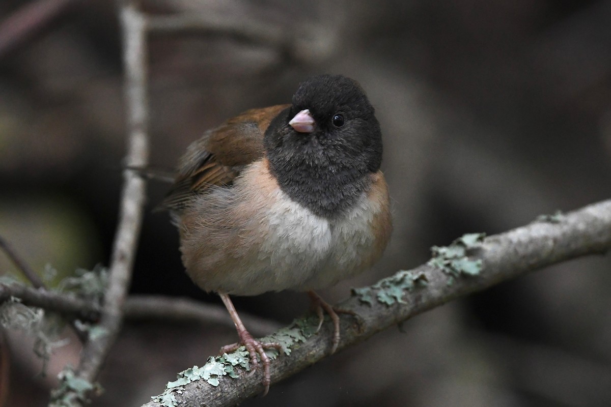 Dark-eyed Junco - ML448039061