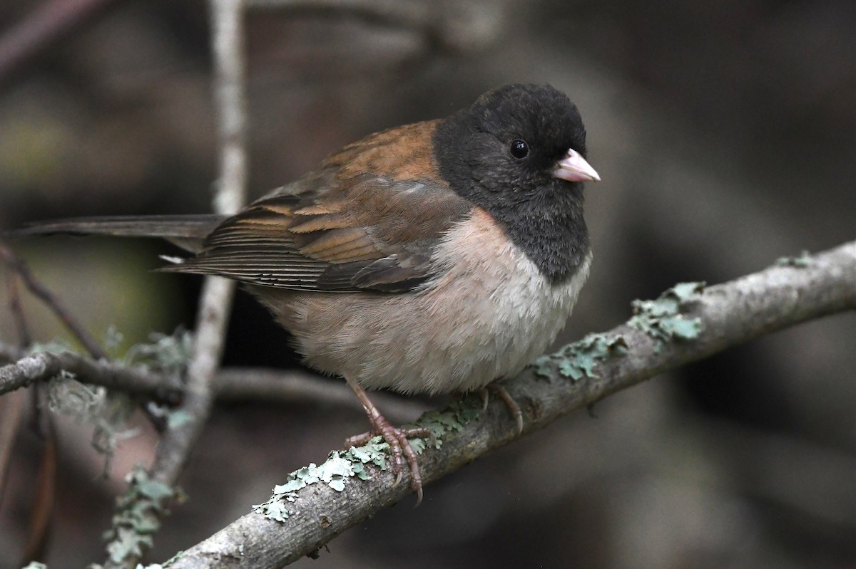 Dark-eyed Junco - ML448039071