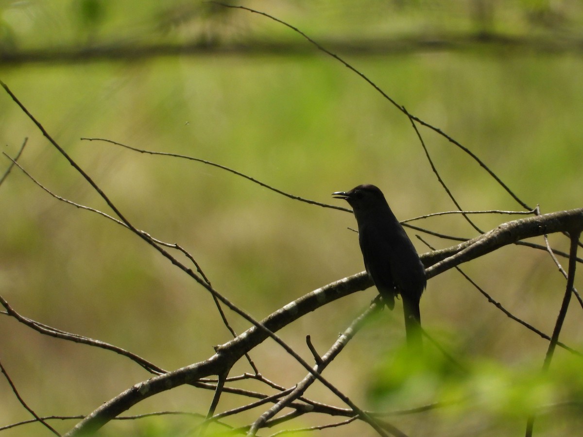 Gray Catbird - ML448040291