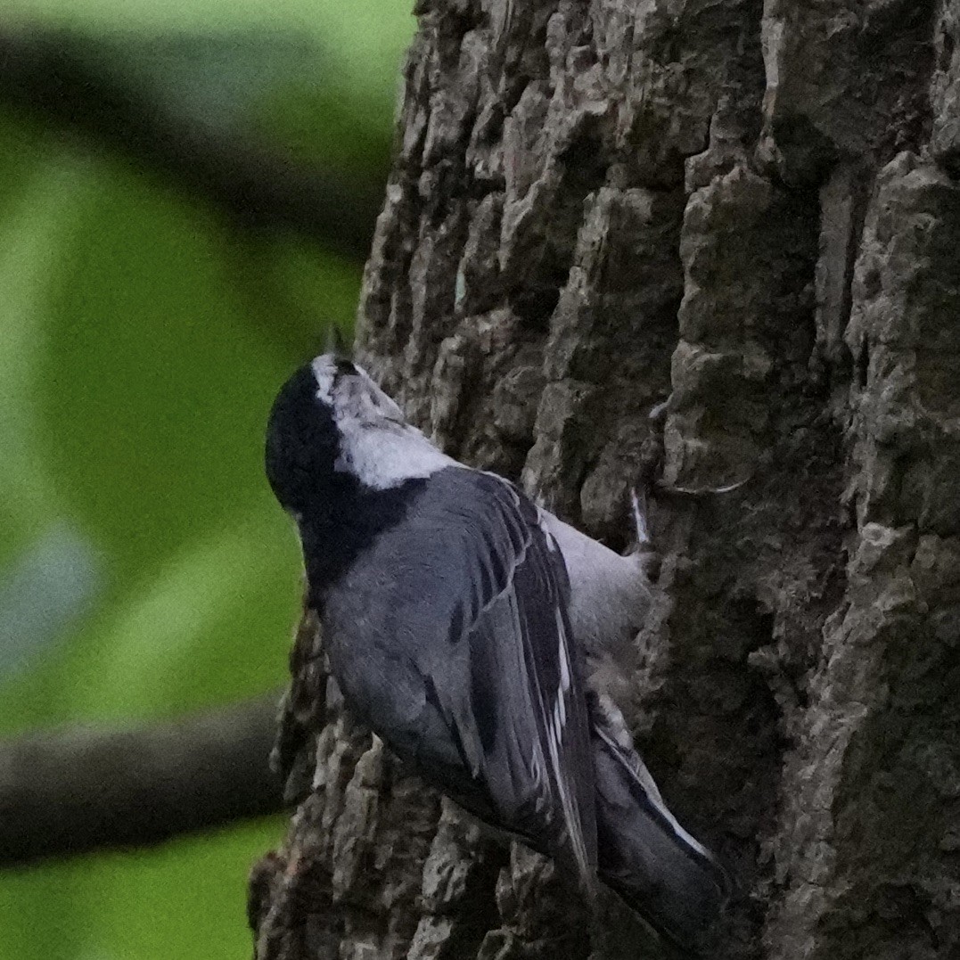 White-breasted Nuthatch - ML448041631