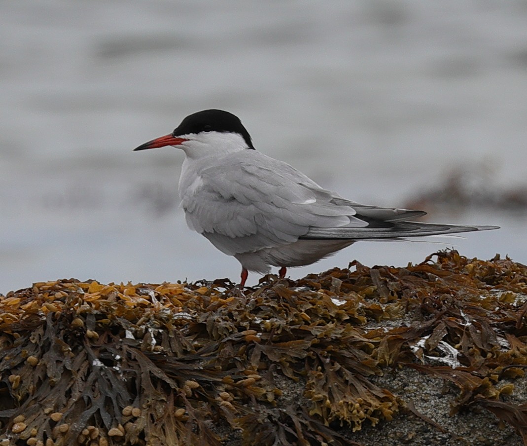 Common Tern - ML448042371