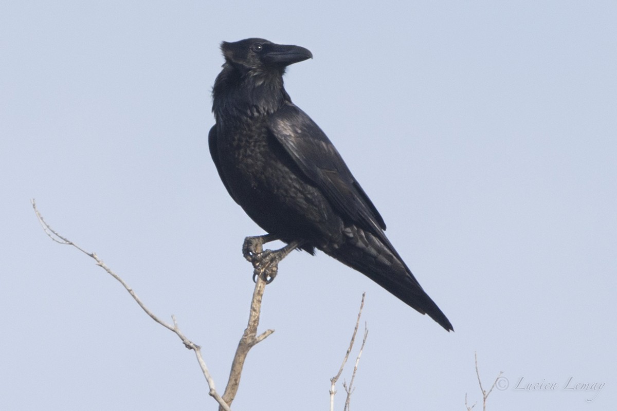 Common Raven - Lucien Lemay