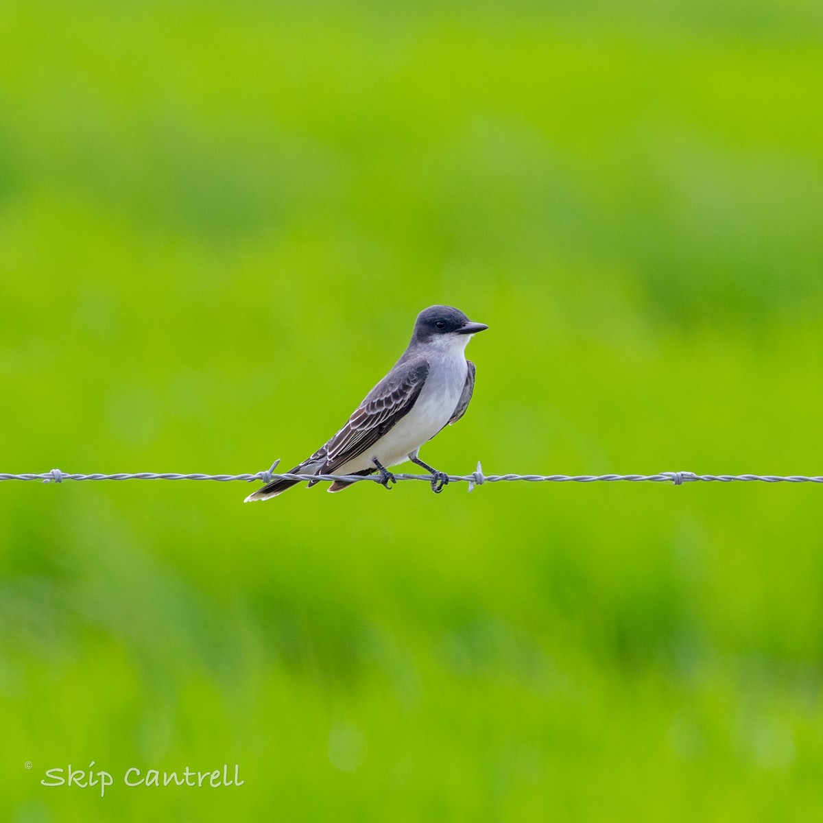 Eastern Kingbird - ML448044891