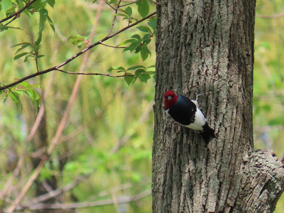 Red-headed Woodpecker - ML448046081