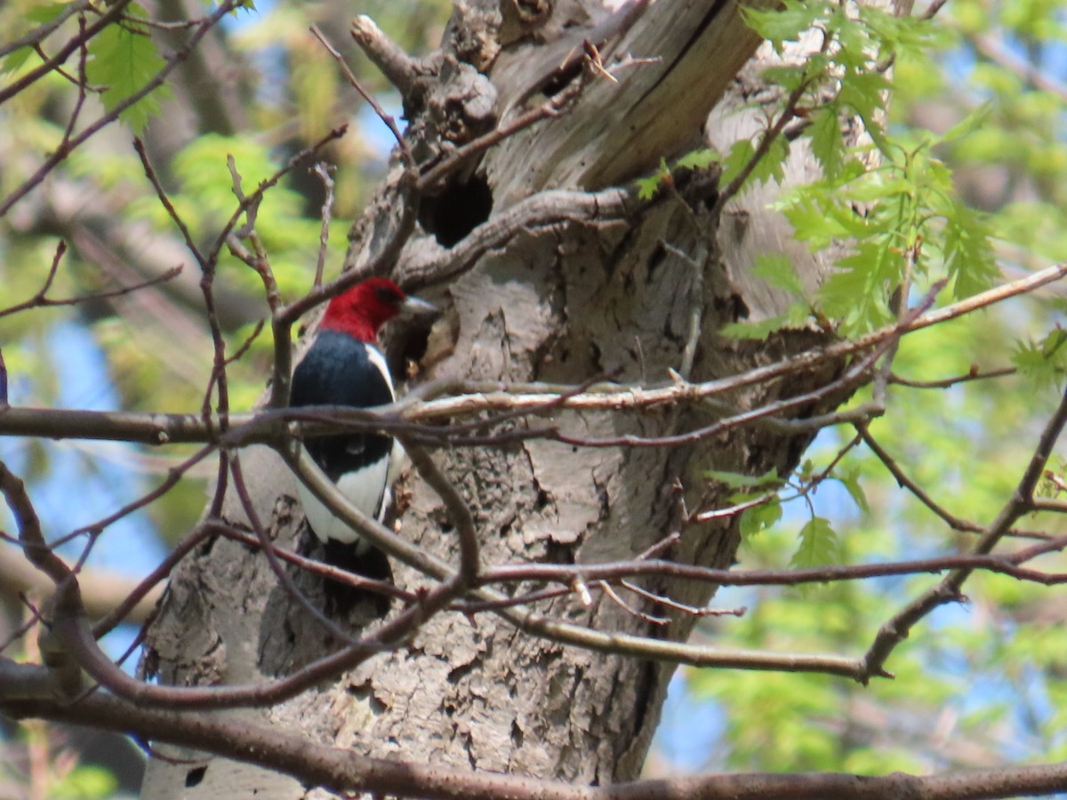 Red-headed Woodpecker - ML448046101
