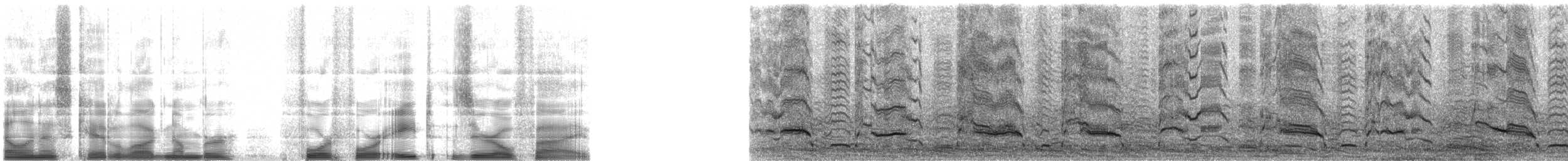 Double-crested Cormorant - ML44805