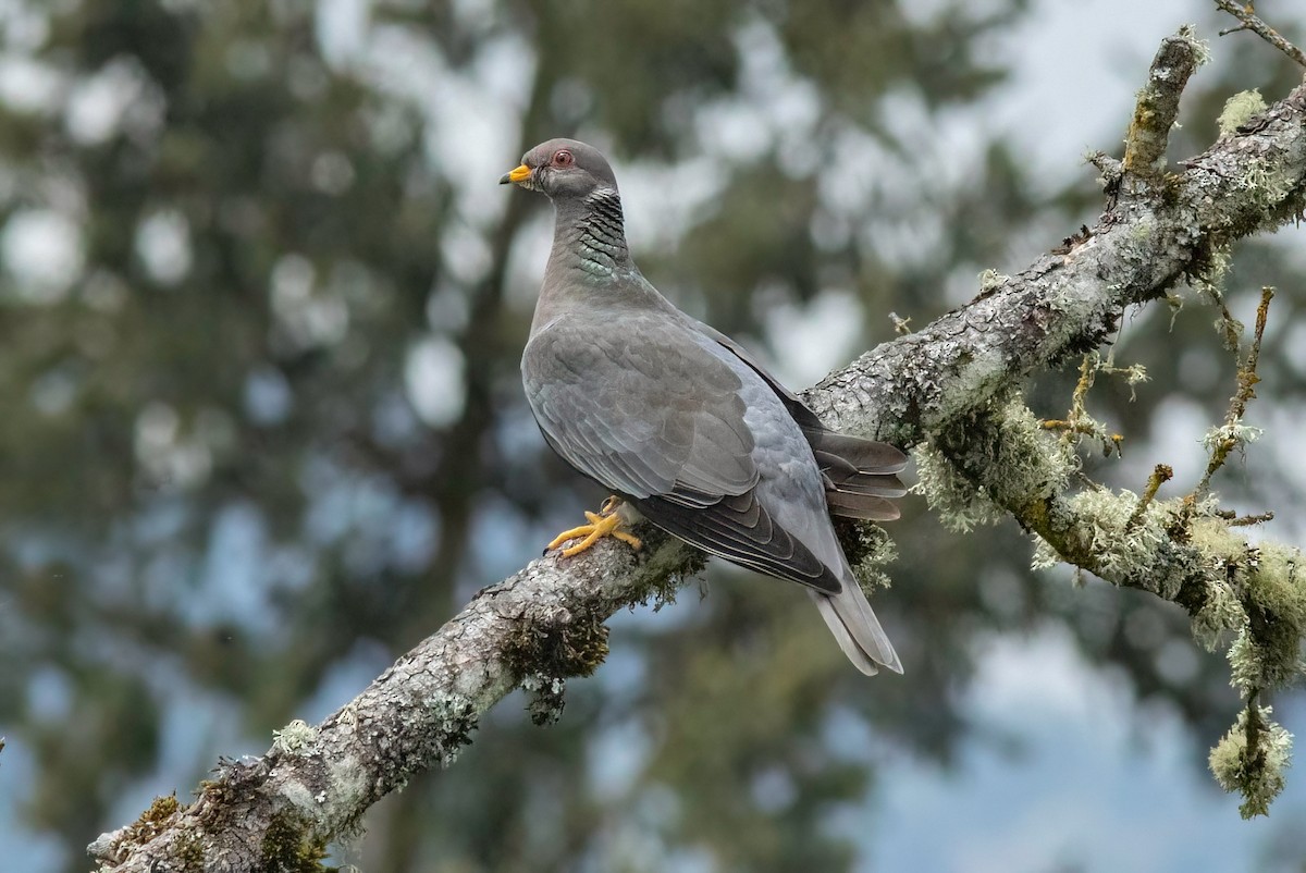 Band-tailed Pigeon - Neil Bjorklund