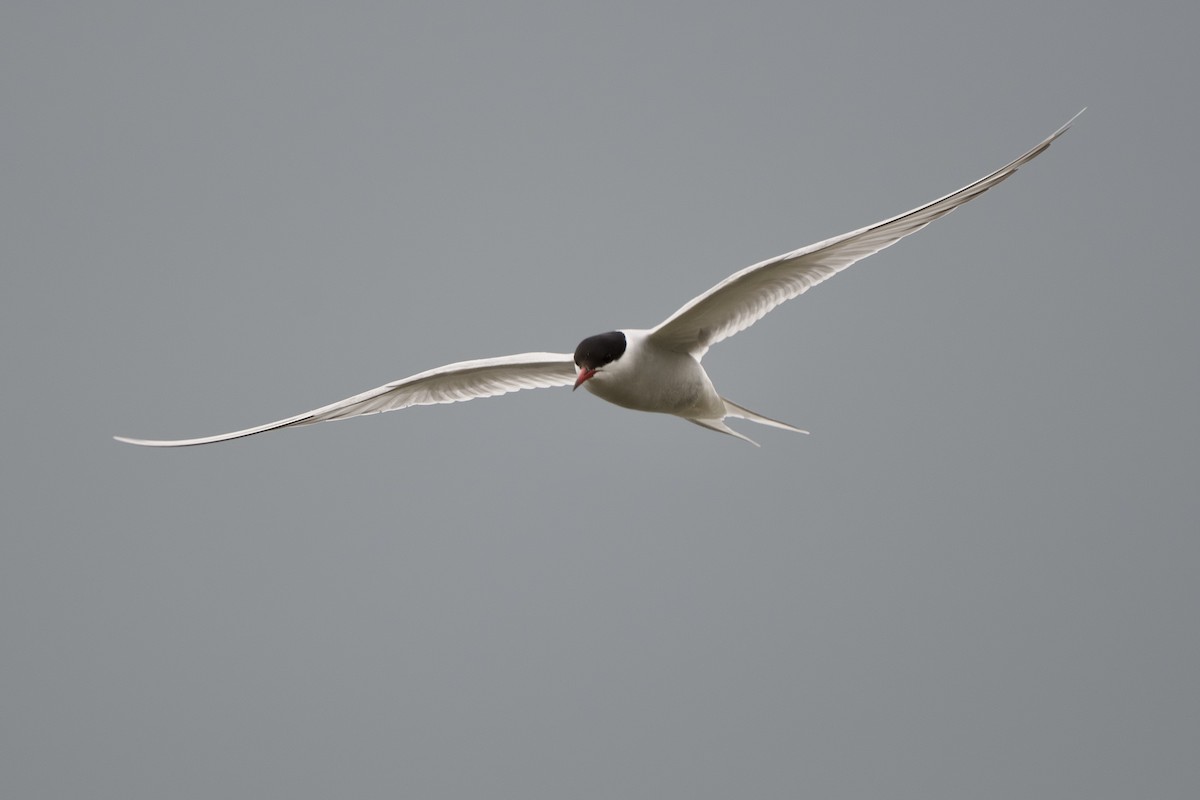 Arctic Tern - Chad Hutchinson