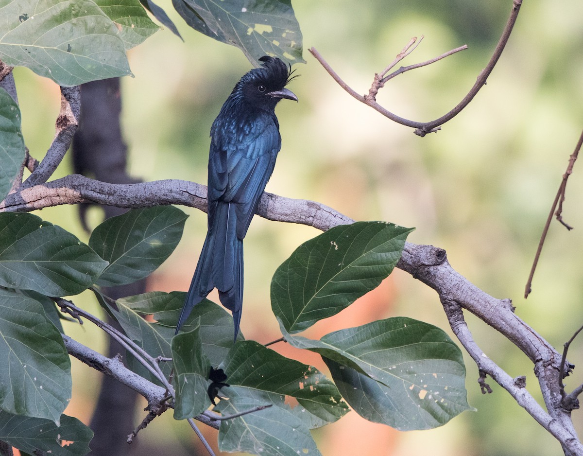 Greater Racket-tailed Drongo - ML44805371