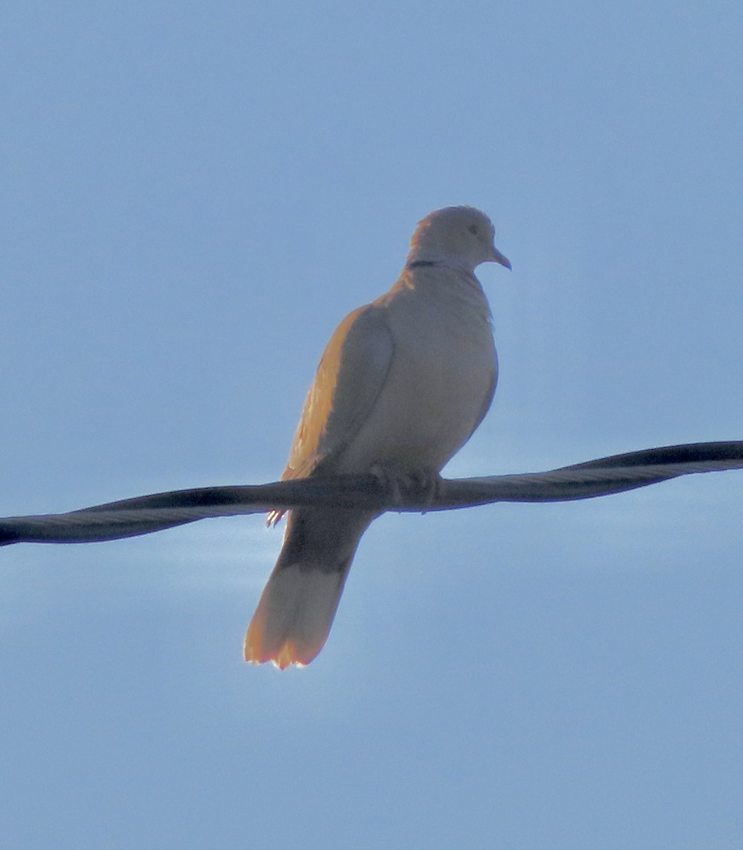 Eurasian Collared-Dove - Mohini Rawool-Sullivan
