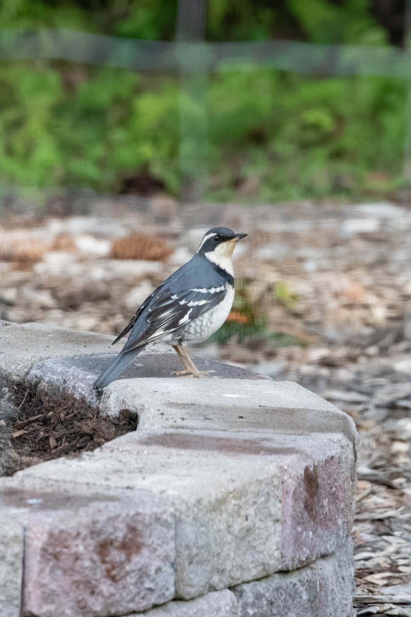 drozd pruhokřídlý - ML448056061